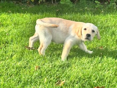 IKC Registered Champion Labrador puppies in Tipperary