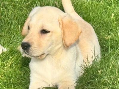 IKC Registered Champion Labrador puppies in Tipperary
