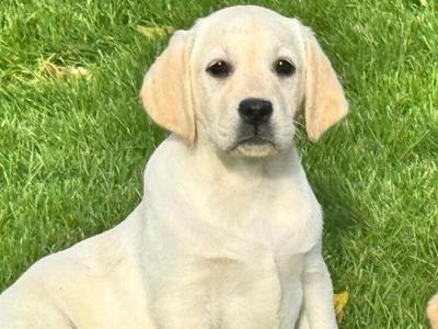 IKC Registered Champion Labrador puppies in Tipperary