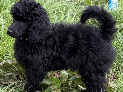 IKC Registered Standard  Poodle puppies in Donegal. Stunning females 💖Ready  😊
