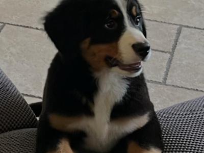 IKC Registered Bernese Mountain Dog puppies in Kilkenny