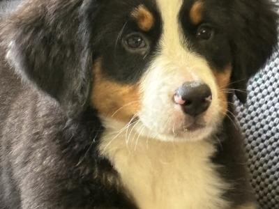 IKC Registered Bernese Mountain Dog puppies in Kilkenny