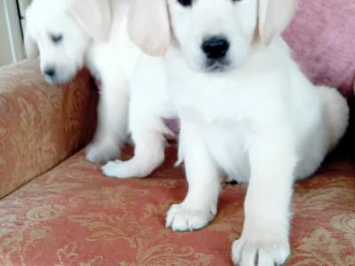 IKC Registered Golden Retriever puppies in Tipperary
