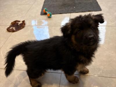 Long Haired German Shepherd puppies in Tyrone