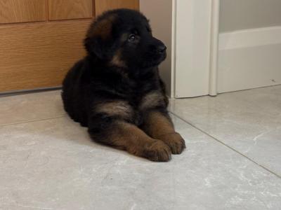 Long Haired German Shepherd puppies in Tyrone