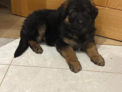 Long Haired German Shepherd puppies in Tyrone