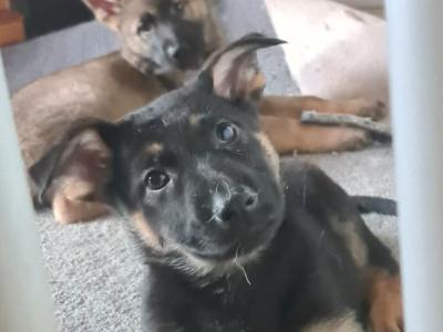 German Shepherd puppies in Limerick