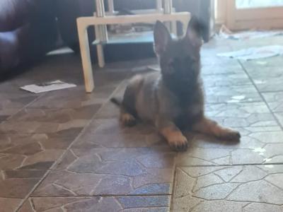 German Shepherd puppies in Limerick