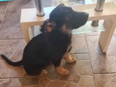 German Shepherd puppies in Limerick