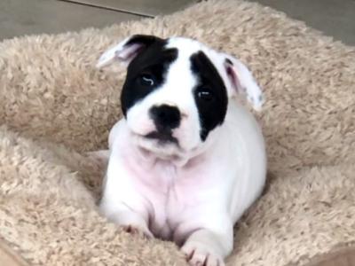 IKC Registered Staffordshire Bull Terrier Show Quality stud in Waterford