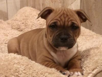 IKC Registered Staffordshire Bull Terrier Show Quality stud in Waterford