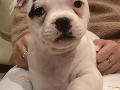 IKC Registered Staffordshire Bull Terrier Show Quality stud in Waterford