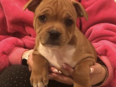 IKC Registered Staffordshire Bull Terrier Show Quality stud in Waterford