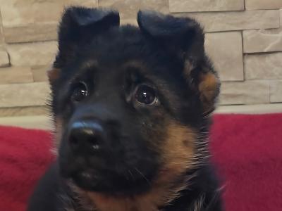 IKC Registered female German Shepherd puppy in Dublin