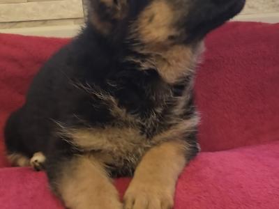 IKC Registered female German Shepherd puppy in Dublin