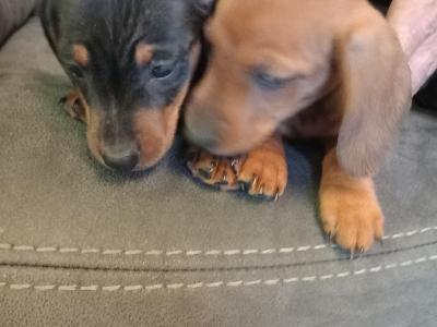 Miniature Dachshund puppies in Monaghan