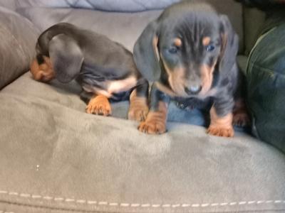Miniature Dachshund puppies in Monaghan