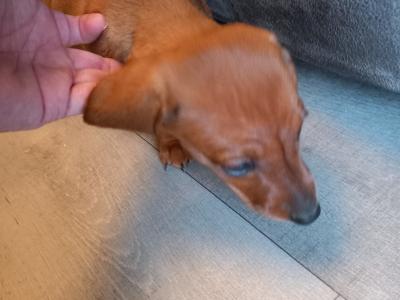 Miniature Dachshund puppies in Monaghan