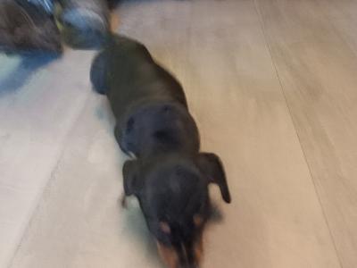 Miniature Dachshund puppies in Monaghan