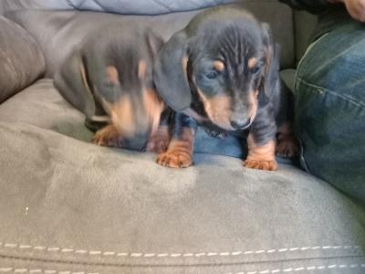 Miniature Dachshund puppies in Monaghan