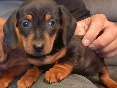 Miniature Dachshund puppies in Monaghan
