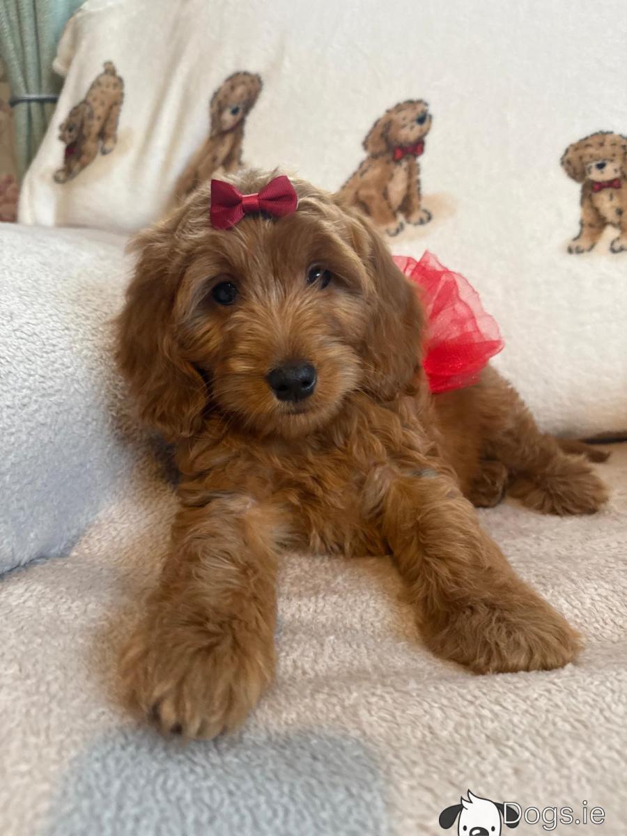 Adorable Cockapoo puppies in Carlow - Main Image