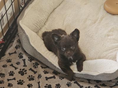 IKC Registered(pending) Chihuahua puppies in Clare ⭐️