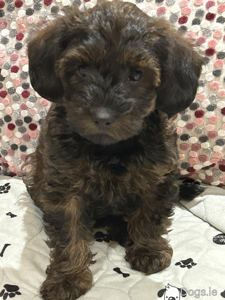 Under $500 Cheap Yorkie Poo Puppies For Sale Near Me Under $500