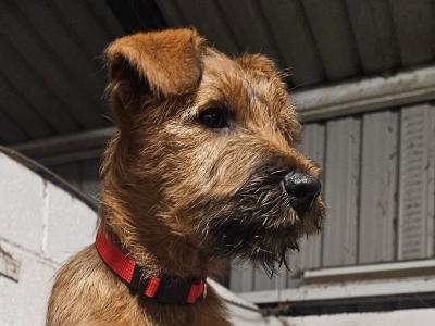 Male IKC Registered Irish Terrier puppy in Cork