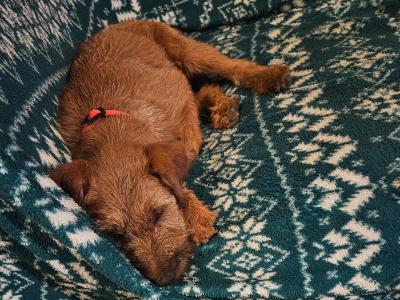 Male IKC Registered Irish Terrier puppy in Cork