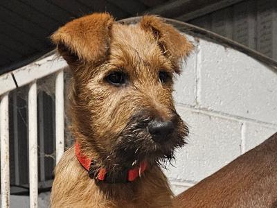 Male IKC Registered Irish Terrier puppy in Cork