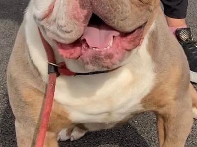 Old English Bulldog puppies in Sligo