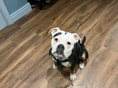 Old English Bulldog puppies in Sligo