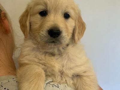 IKC Registered Champion Pedigree purebred Golden Retriever puppies in Wexford