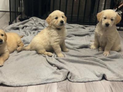 IKC Registered Champion Pedigree purebred Golden Retriever puppies in Wexford