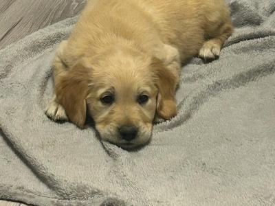 IKC Registered Champion Pedigree purebred Golden Retriever puppies in Wexford
