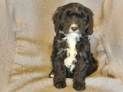 Gorgeous Cavapoo puppies in Laois