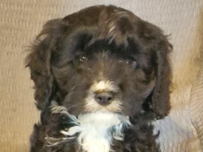 Gorgeous Cavapoo puppies two black males left