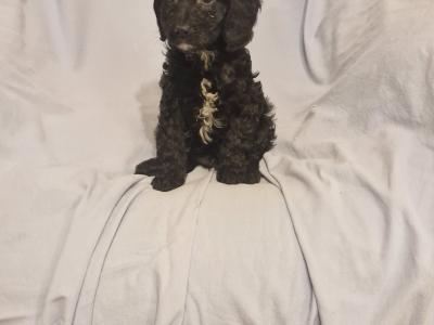 Gorgeous Cavapoo puppies in Laois