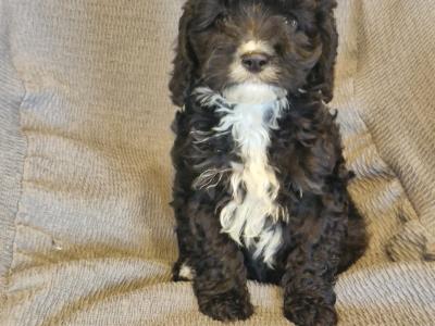 Gorgeous Cavapoo puppies in Laois