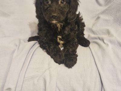 Gorgeous Cavapoo puppies in Laois