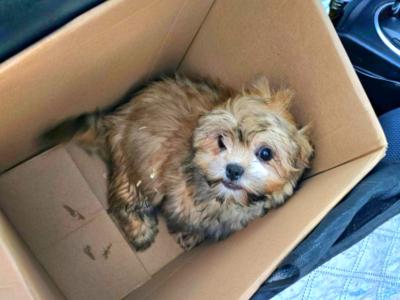 Male Shih Tzu puppy 6 months old in Dublin