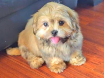 Male Shih Tzu puppy 6 months old in Dublin