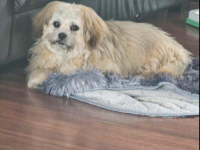 Male Shih Tzu puppy 6 months old in Dublin