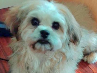 Male Shih Tzu puppy 6 months old in Dublin