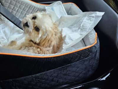 Male Shih Tzu puppy 6 months old in Dublin