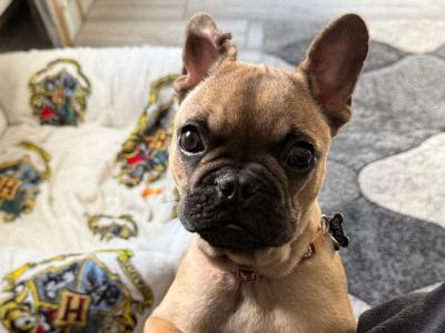 Louis is a beautiful 5 month old male IKC Registered French Bulldog puppy in Laois