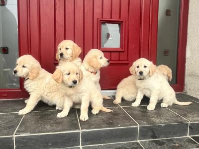 Exceptional IKC Registered(pending) Golden Retriever puppies in Kildare