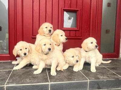 Exceptional IKC Registered(pending) Golden Retriever puppies in Kildare