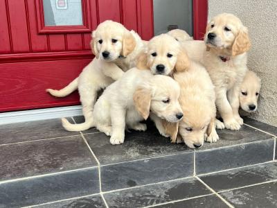 Exceptional IKC Registered(pending) Golden Retriever puppies in Kildare